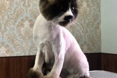 Подстричь кошку